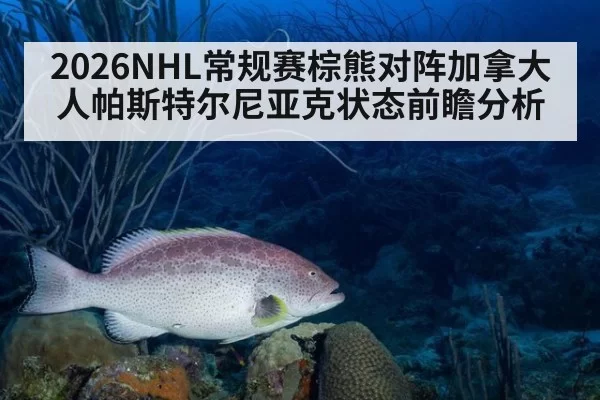 2026NHL常规赛棕熊对阵加拿大人帕斯特尔尼亚克状态前瞻分析